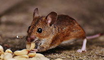 24 Hour & Emergency Exterminators in Millarton, ND